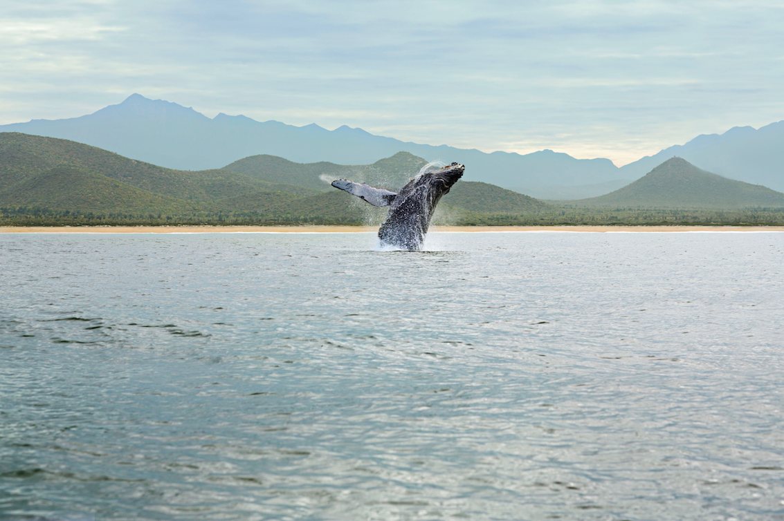 Whales Love it Here, Too