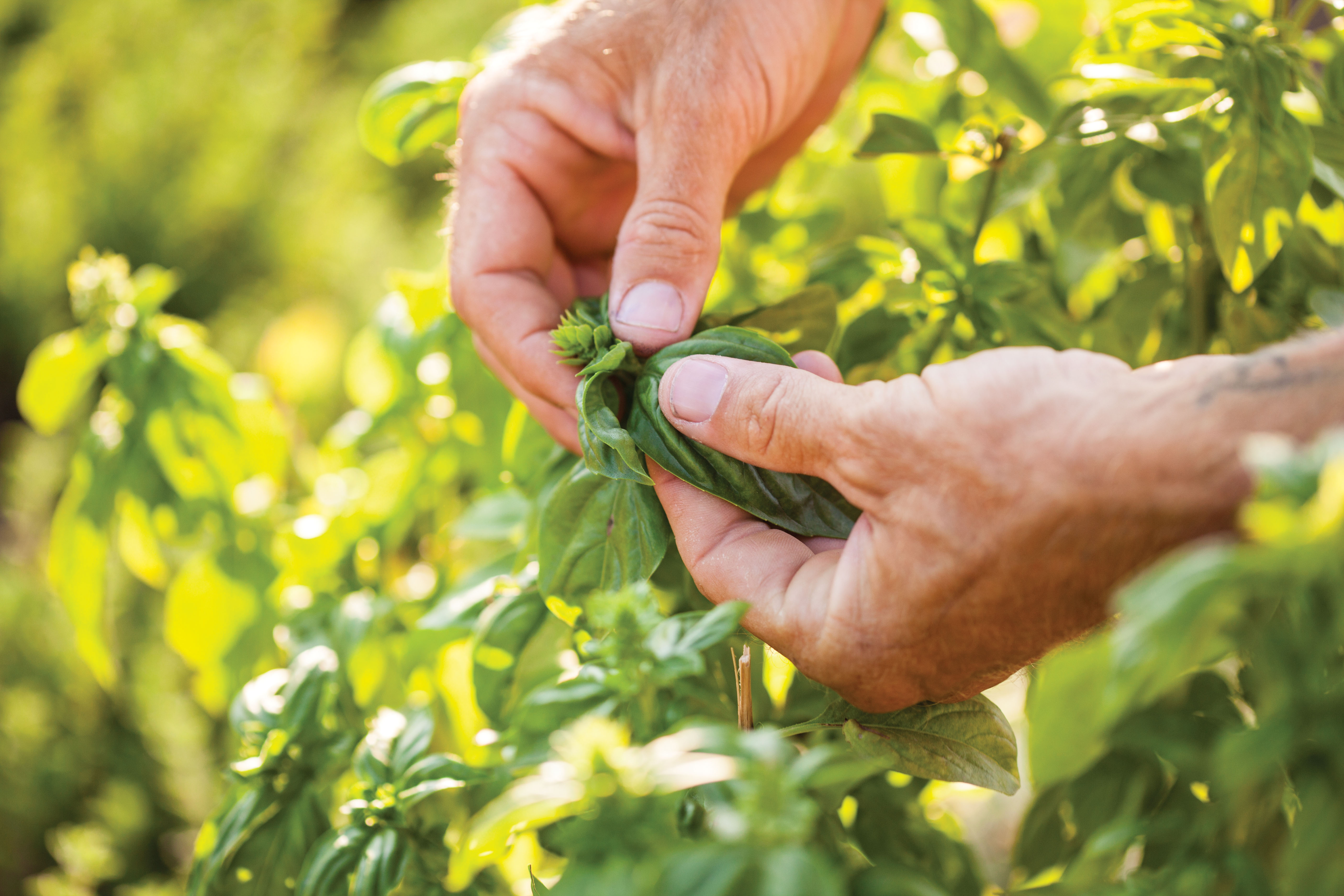 The Fruits (and Veggies) of our Labor